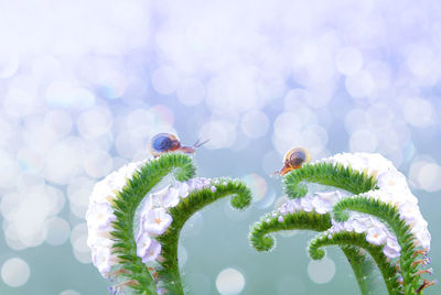 Close-up of ladybug on leaf