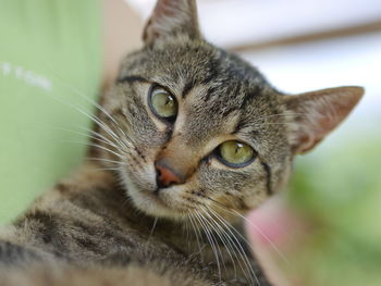 Close-up portrait of cat