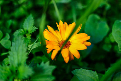 Close-up of yellow flower blooming outdoors