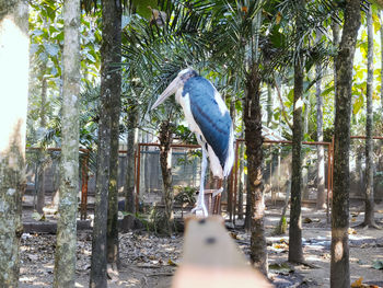 Bird perching on a tree