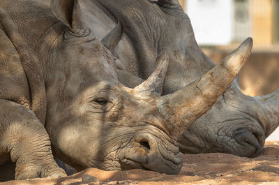 Close-up of rhinoceros relaxing on field