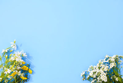 Low angle view of flowering plants against clear blue sky