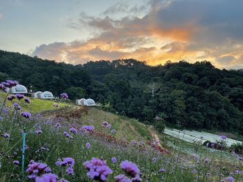 Scenic view of flowering plants and trees on field against sky