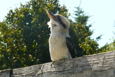 Low angle view of bird perching on tree