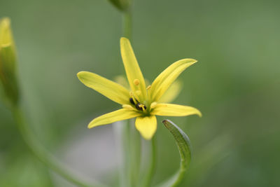 Close-up of yellow flowering plant