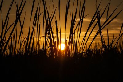 Close-up of silhouette plants against sunset sky