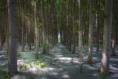 Trees in forest