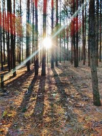 Sunlight streaming through trees in forest