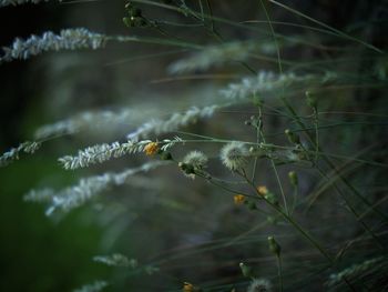 Close-up of plants