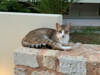 Portrait of cat sitting on retaining wall