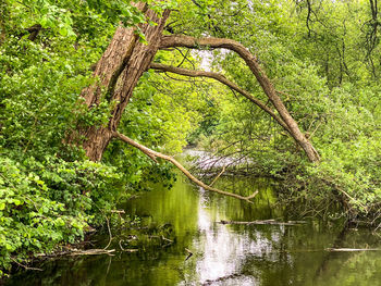 Scenic view of lake in forest