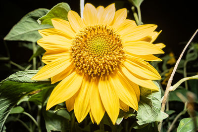 Close-up of sunflower