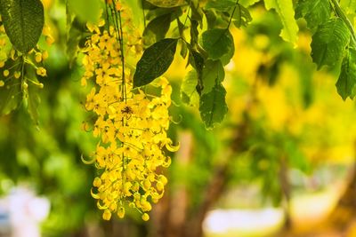 Close-up of yellow flowering plant