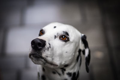Close-up of dog looking away
