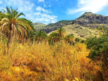 Plants growing on land against sky