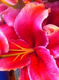 Close-up of pink flower