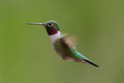 Humming bird flying