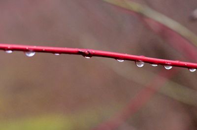 Close-up of wet plant during rainy season