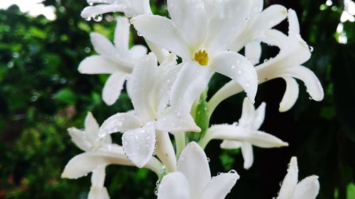 Close-up of wet white flowering plants