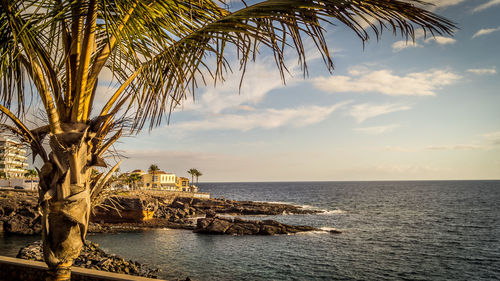 Palm tree by sea against sky