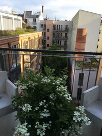 Potted plants on balcony of house