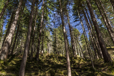 Low angle view of pine trees in forest