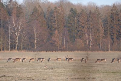 Flock of horses on field