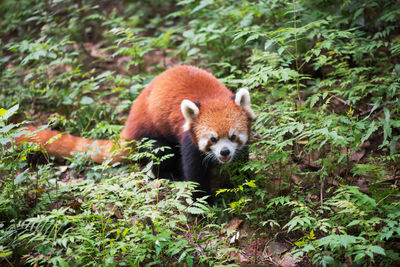 Red panda