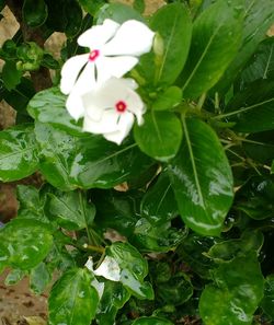 Close-up of white flowering plant