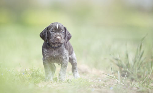 Portrait of dog on field