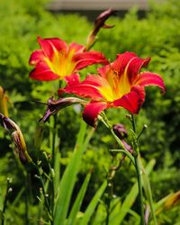 Close-up of red flowers