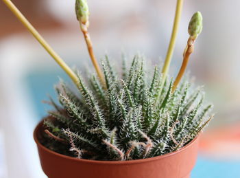 Close-up of cactus plant in pot