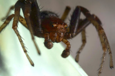 Close-up of spider