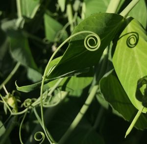 Close-up of fresh green plant