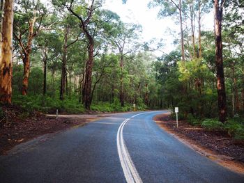 Empty road amidst trees in forest