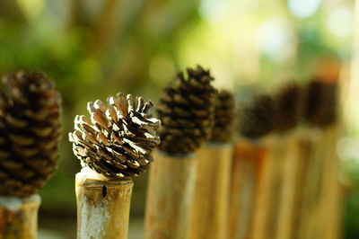 Pine cones in row on wooden fence