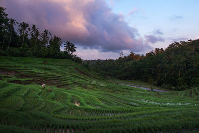 High angle view of rice paddy against cloudy sky