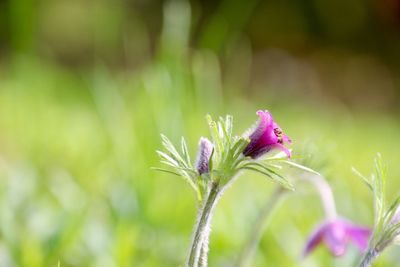 Close-up of pink flowering plant