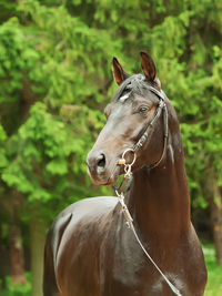 Horse looking away while standing against trees