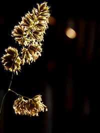 Close-up of yellow flowering plant at night