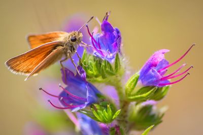 Close-up of butterfly pollinating on purple flower