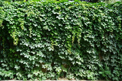 Full frame shot of ivy growing on tree
