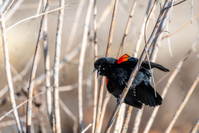 Close-up of a bird perching on a plant