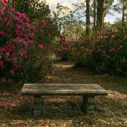 Bench by plants in park against sky