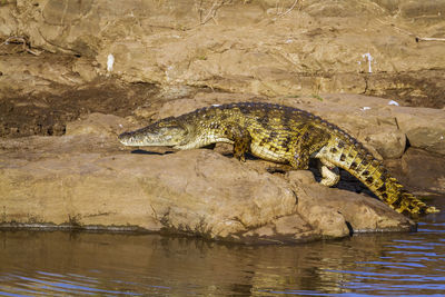 View of a turtle in the river