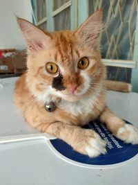 Portrait of cat on floor