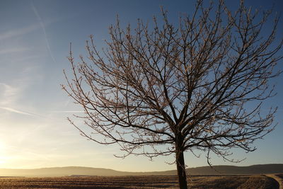 Close-up of tree against sky at sunset