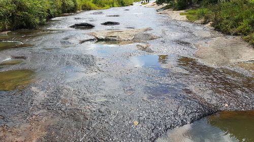 Reflection of trees in puddle