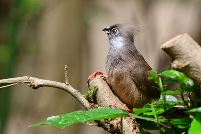 Speckled mousebird perching in a tree