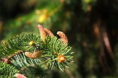 Close-up of pine cones on plant